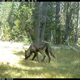 Illustration for article titled First Gray Wolf Pack Since 1924 Recorded in California